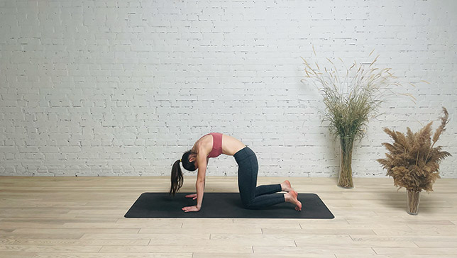 Cat Pose - Marjariasana - YanvaYoga